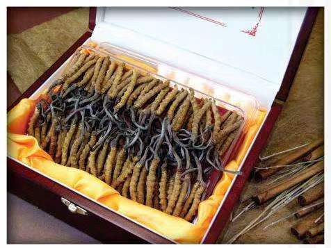 江阴冬虫夏草回收